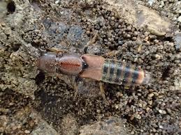 Attēlu rezultāti vaicājumam “Platydracus fulvipes”