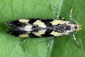 Attēlu rezultāti vaicājumam “Denisia similella”