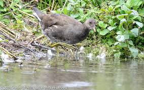 Attēlu rezultāti vaicājumam “Gallinula chloropus juvenile”