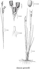 Attēlu rezultāti vaicājumam “Juncus gerardii”
