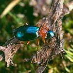 Attēlu rezultāti vaicājumam “Lebia chlorocephala”