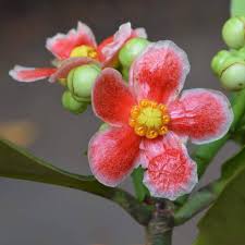 Attēlu rezultāti vaicājumam “Clusiaceae”