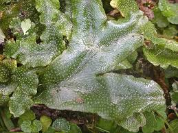 Attēlu rezultāti vaicājumam “Conocephalum”