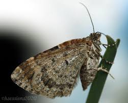 Attēlu rezultāti vaicājumam “Xanthorhoe ferrugata”