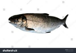 Image result for Coregonus lavaretus