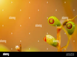 Attēlu rezultāti vaicājumam “Pohlia nutans sporophyte”