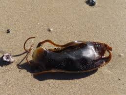 Image result for Poroderma africanum