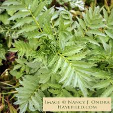Image result for Valeriana officinalis