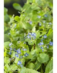 Attēlu rezultāti vaicājumam “Veronica beccabunga bud”