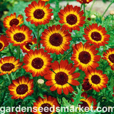 Image result for Chrysanthemum segetum