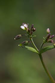 Attēlu rezultāti vaicājumam “Cerastium holosteoides”