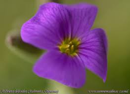 Image result for Aubrieta hybrida (cultorum)