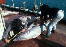 Image result for Thunnus thynnus