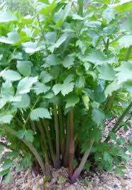 Attēlu rezultāti vaicājumam “Levisticum officinale leaf”