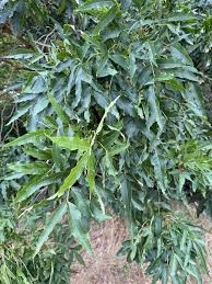 Attēlu rezultāti vaicājumam “Fraxinus excelsior leaf”