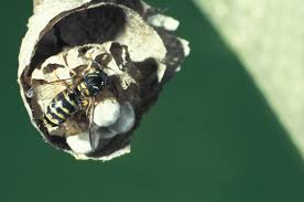 Attēlu rezultāti vaicājumam “Dolichovespula media”