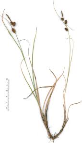 Attēlu rezultāti vaicājumam “Carex scandinavica”