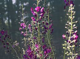 Image result for Königskerzen