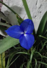 Image result for tillandsia umbellata