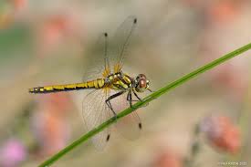 Attēlu rezultāti vaicājumam “Sympetrum danae”