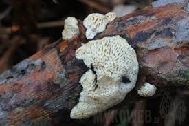 Attēlu rezultāti vaicājumam “Antrodia macra”