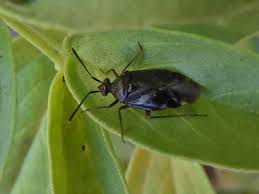 Attēlu rezultāti vaicājumam “Capsus ater”