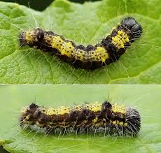 Attēlu rezultāti vaicājumam “Clostera pigra”