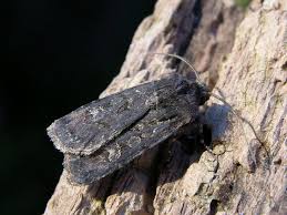 Attēlu rezultāti vaicājumam “Euxoa nigricans”