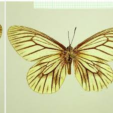 Attēlu rezultāti vaicājumam “Oeneis jutta underside”