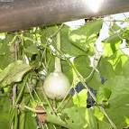 Long-neck gourd Lagenaria siceraria var. gourda. cv. - via Daymix
