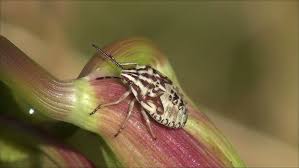 Attēlu rezultāti vaicājumam “Carpocoris purpureipennis”