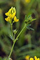 Attēlu rezultāti vaicājumam “Medicago sativa subsp. falcata”