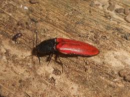 Attēlu rezultāti vaicājumam “Ampedus sp.”