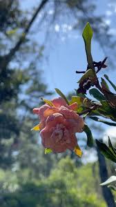 Attēlu rezultāti vaicājumam “Cribraria ferruginea stalked”