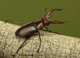 Attēlu rezultāti vaicājumam “Lucanidae”