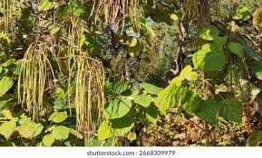 Attēlu rezultāti vaicājumam “Catalpa ovata fruit”