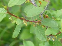 Attēlu rezultāti vaicājumam “Frangula alnus leaf”