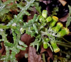 Attēlu rezultāti vaicājumam “Senecio vulgaris leaf”