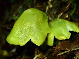 Attēlu rezultāti vaicājumam “Syntrichia virescens”