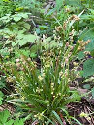 Attēlu rezultāti vaicājumam “Luzula multiflora”