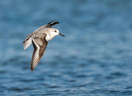 Attēlu rezultāti vaicājumam “Calidris alba”
