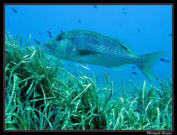 Image result for Dentex dentex