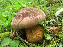 Attēlu rezultāti vaicājumam “Boletus luridus”