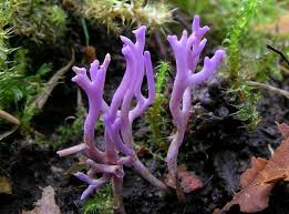 Attēlu rezultāti vaicājumam “Ramariopsis pulchella”