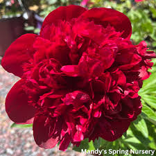 Attēlu rezultāti vaicājumam “Paeonia lactiflora flower”