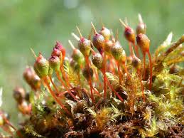 Attēlu rezultāti vaicājumam “Physarum obscurum sessile”