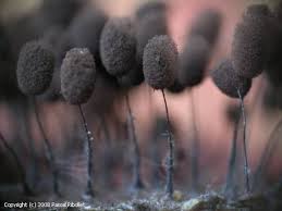 Attēlu rezultāti vaicājumam “Comatricha laxa macro”