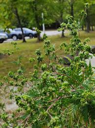 Attēlu rezultāti vaicājumam “Ambrosia artemisiifolia fruit”