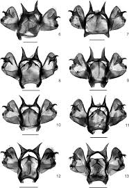 Attēlu rezultāti vaicājumam “Euphydryas maturna underside”