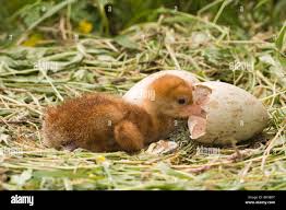 Attēlu rezultāti vaicājumam “Grus grus eggs”